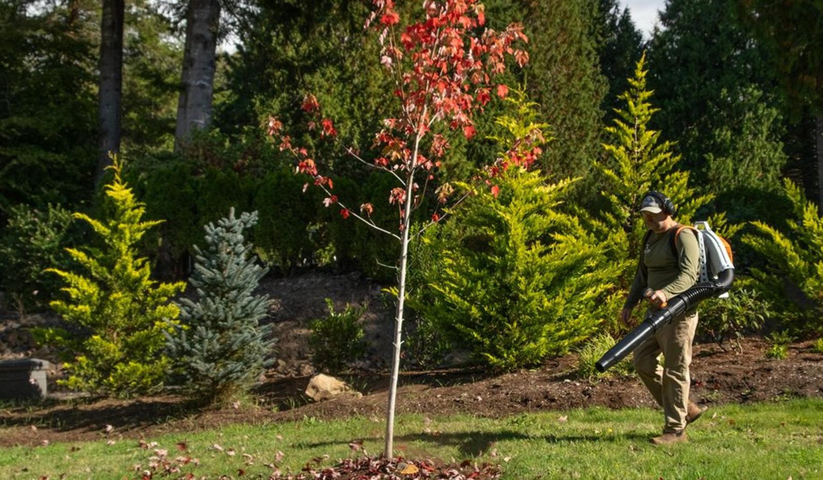Adam Todd clearing leaves with a backpack blower