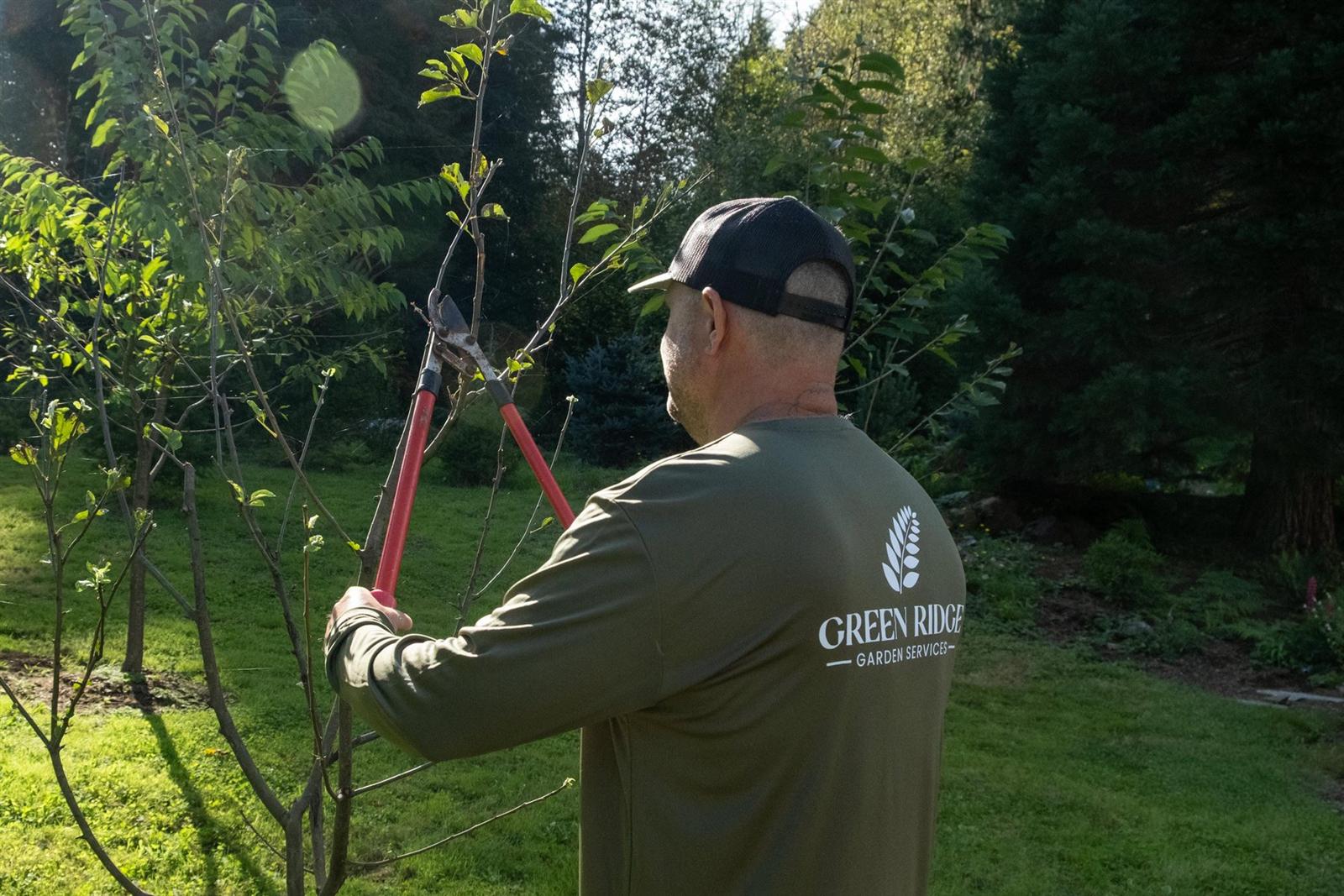 Adam Todd pruning a tree in a residential yard