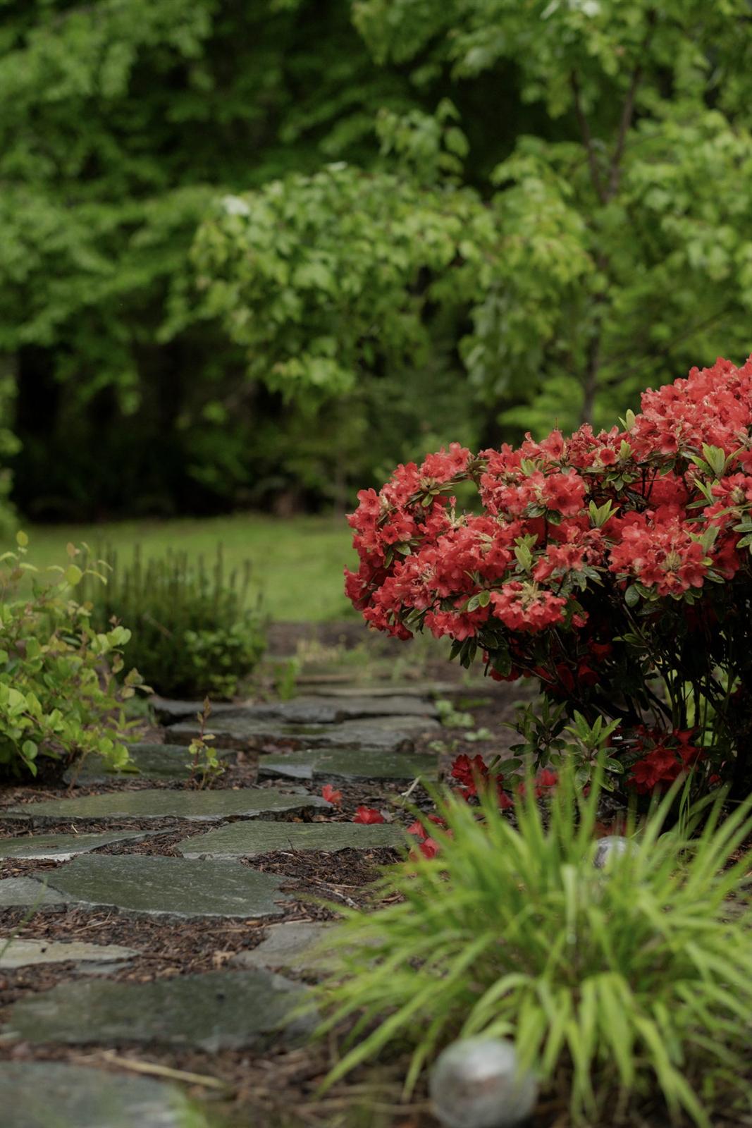 Stone garden path with blooming azaleas and fresh mulch