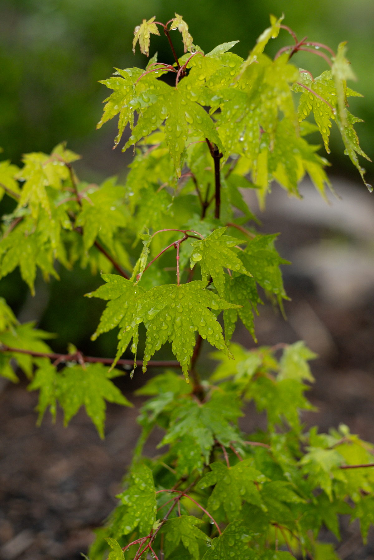 Young Japanese maple leaves after rain