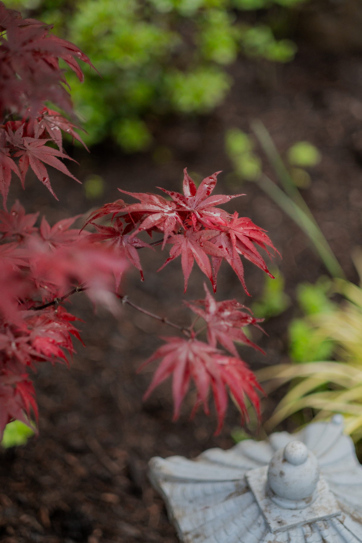 Red Japanese maple foliage in a planted garden bed