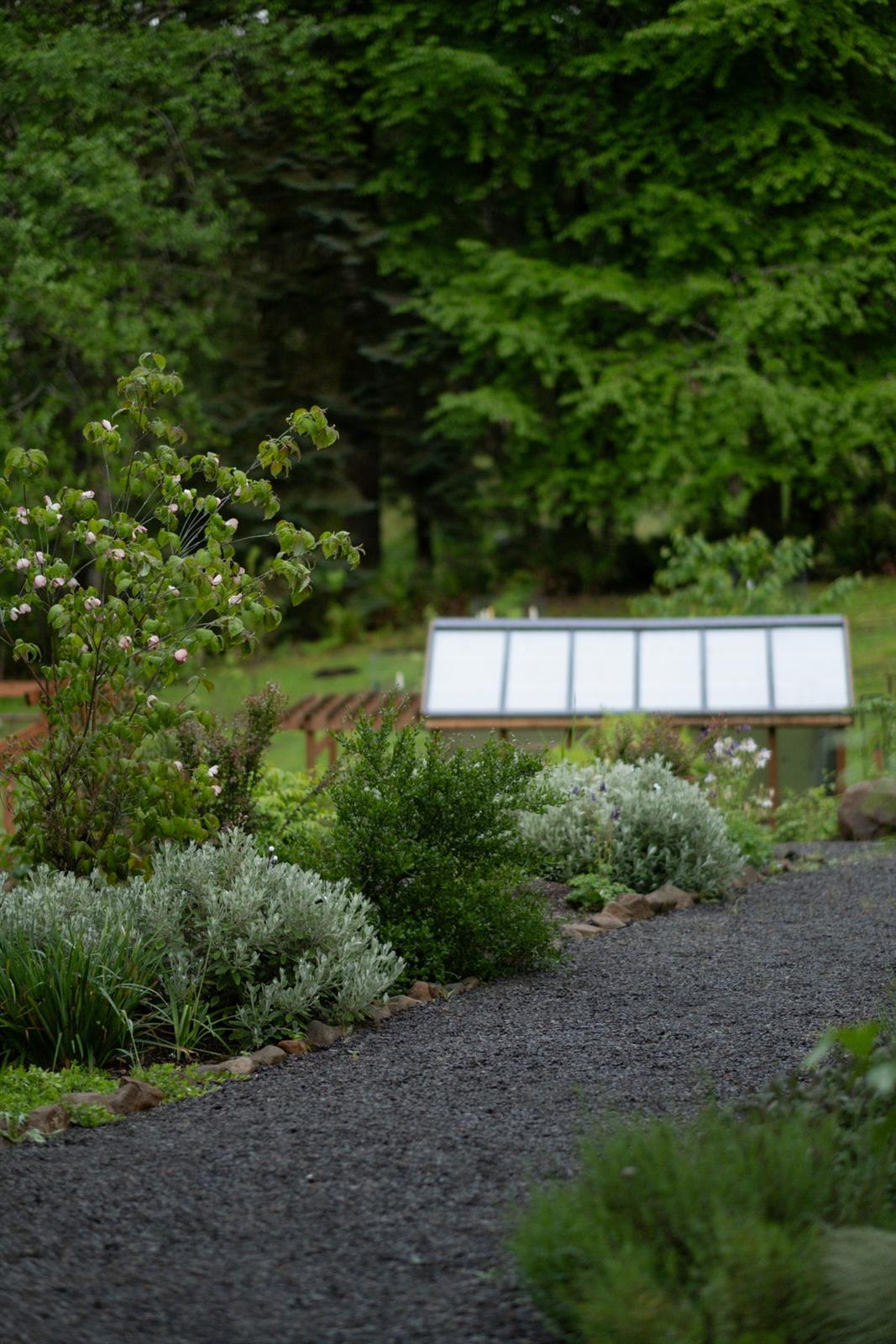 Gravel path through planted beds toward a greenhouse