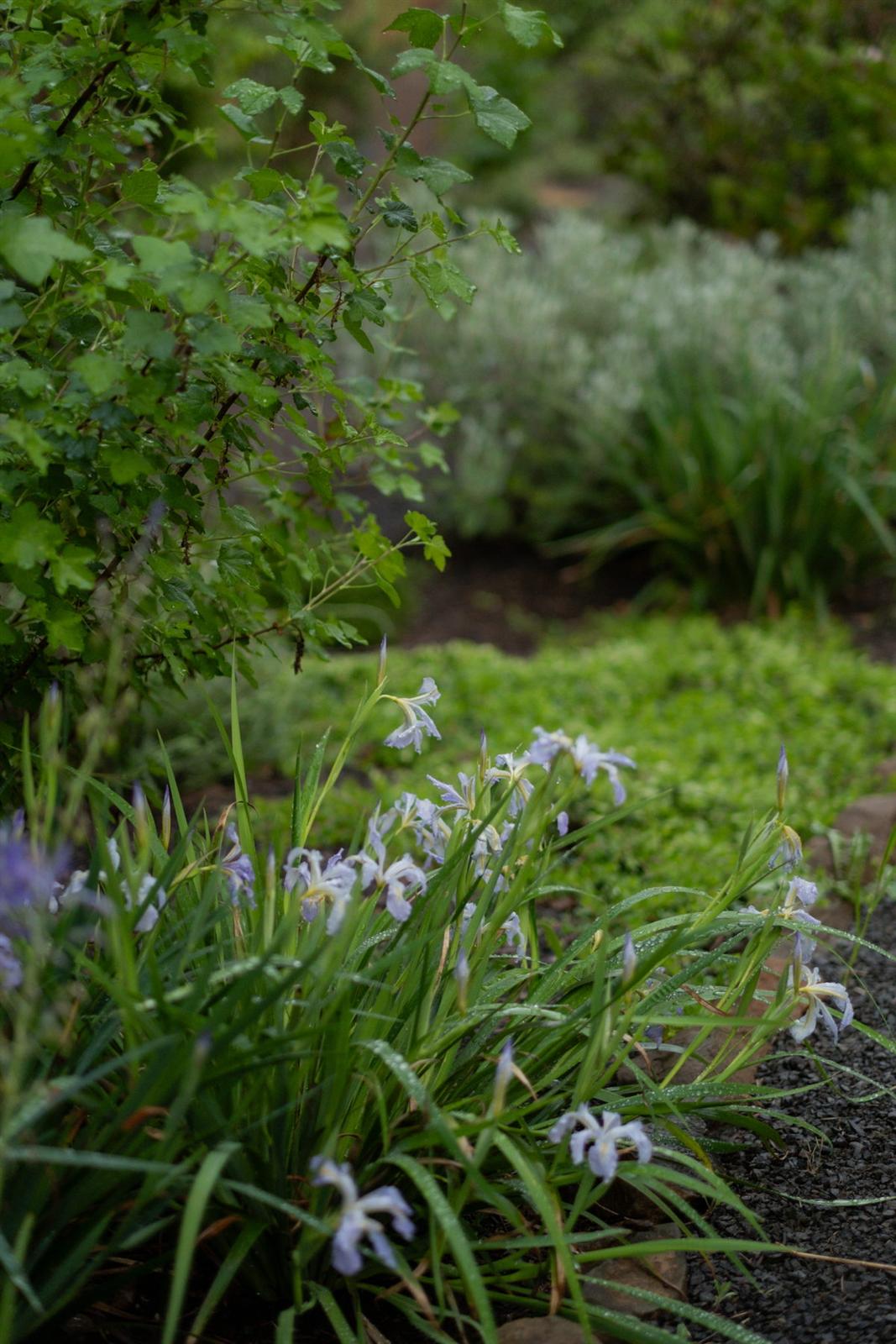 Purple iris blooms along a stone-edged garden path