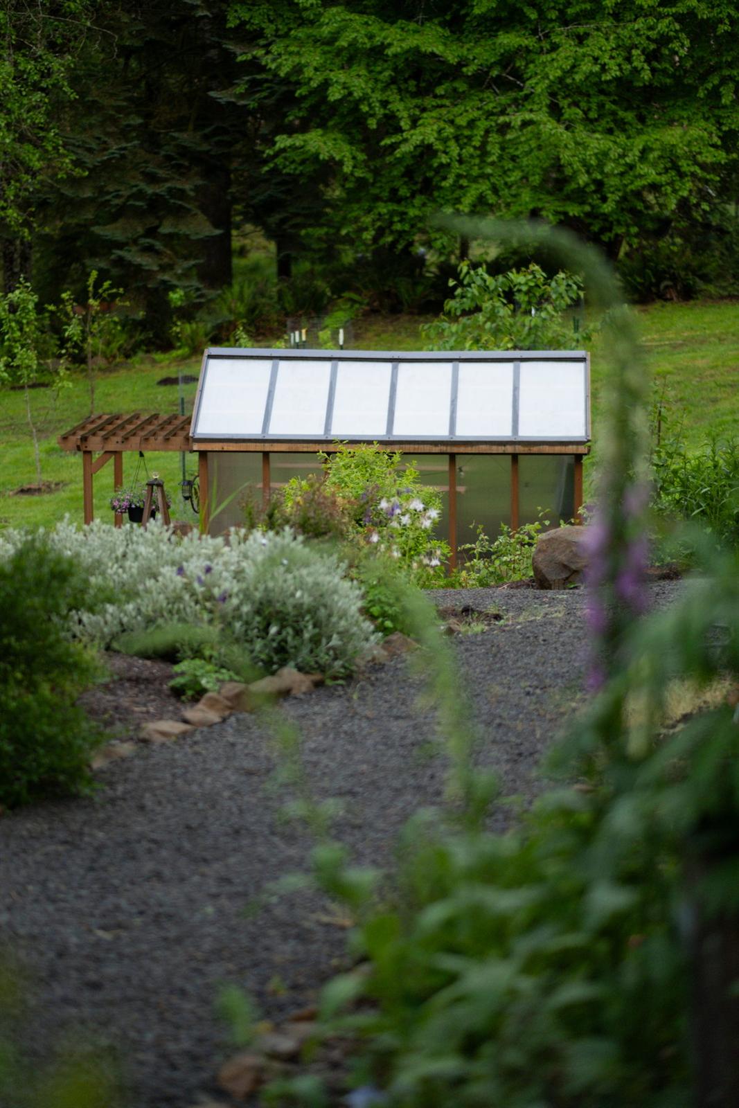 Gravel path leading to a greenhouse in a planted garden