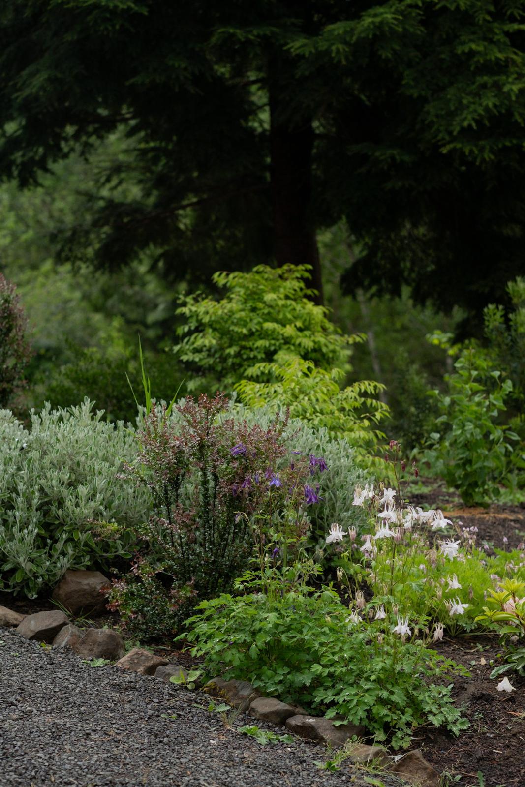 Columbine and silvery foliage in a stone-bordered bed