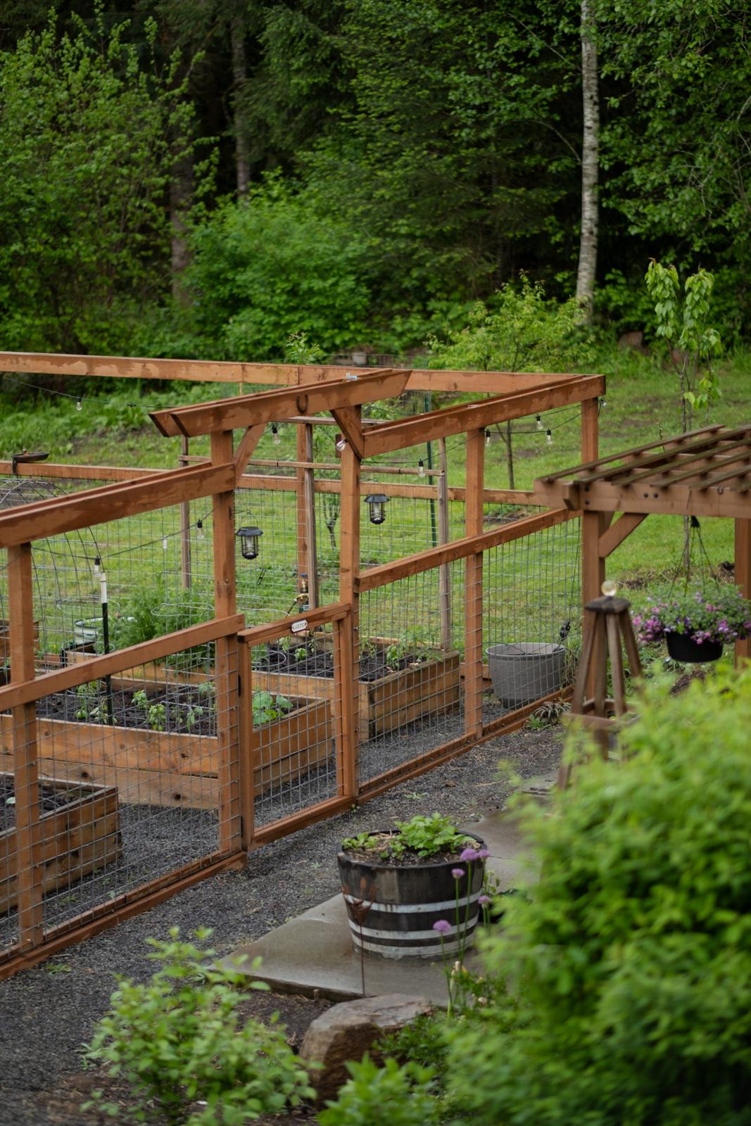 Custom raised garden beds inside a wood-and-wire enclosure